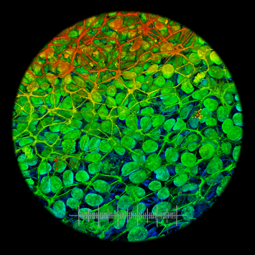 Stem Cells Fabric