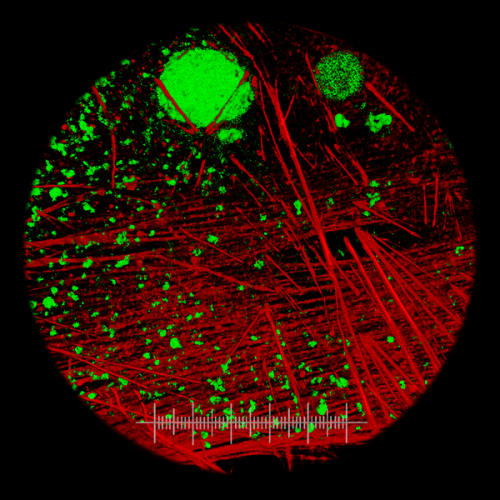 Actin Cytoskeleton Infinity Scarf